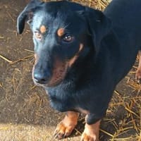 Rony möchte gerne ein Kuschelkissen, Hund zur Adoption