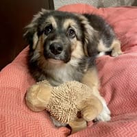 Welpenbub Lino sucht ein Zuhause, Hund zur Adoption