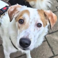 Sky - sehr offen&verschmust, Hündin zur Adoption