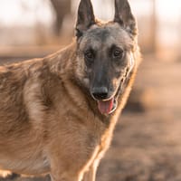 Urios, Hund zur Adoption