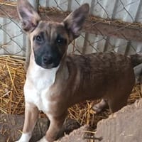 Tizi möchte so gerne reisen, Hündin zur Adoption