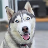 Bo - genießt Nähe&Streicheleinheiten, Hund zur Adoption