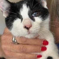 Ella  neugierig trotz Handicap, Katze zur Adoption