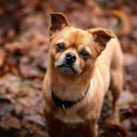 Lino - bitte gib ihm eine Chance, Hund zur Adoption