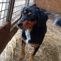 Liebenswerter, freundlicher Chip, Hund zur Adoption
