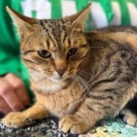Muffin- verschmuster Kater sucht Zuhause, Kater zur Adoption
