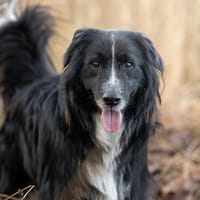 Spielberg will ankommen!, Hund zur Adoption