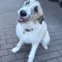 Fussel, verschmust, lernwillig, offen, Hündin zur Adoption