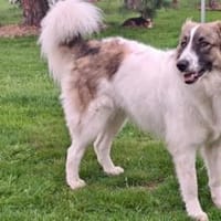 Ozora möchte überzeugen, Hündin zur Adoption