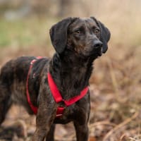 Hollie zarter Rüde aus dem Tierschutz, Hund zur Adoption