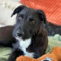 Benito - ist lernwillig, Hund zur Adoption