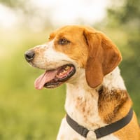 Rooky - ein toller Rüde!, Hund zur Adoption