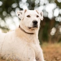 Spicy - will endlich ankommen!, Hündin zur Adoption