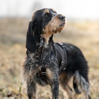 Jasmin - zarte Seele!, Hündin zur Adoption