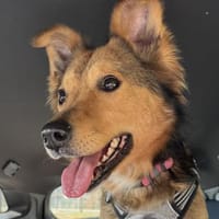 Bildhübsche Dusja sucht ein Zuhause!, Hündin zur Adoption