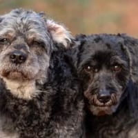 Amy&Terry - Mama&Sohn, Hund zur Adoption