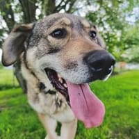 Finn möchte die Welt erobern, Hund zur Adoption