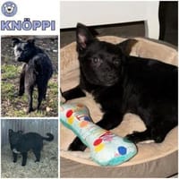 KNÖPPI -rundum tolles Hundekind-, Hund zur Adoption