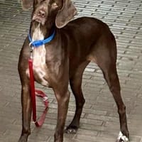 Asia, neugierig, offen, lernwillig, Hündin zur Adoption