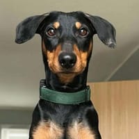 Silas - ist freundlich&offen, Hund zur Adoption