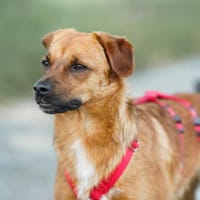 Marcel - Freude auf vier Pfoten!, Hund zur Adoption