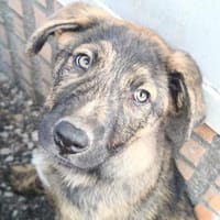 Benito, Hund zur Adoption
