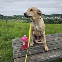 Hui Buh, Hund zur Adoption