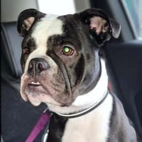 Smilla - NOTFALL!!!, Hündin zur Adoption