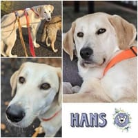HANS -sanft & zurückhaltend-, Hund zur Adoption