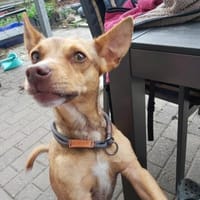 Halbe Portion Scotty sucht großes Glück, Hund zur Adoption