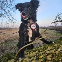 💕Mara💕 sucht ihre Menschen 💕🐾💕, Hündin zur Adoption