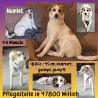 Hamlet sucht sein großes Glück 🐾, Hund zur Adoption