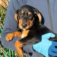 LORELLA - ab März auf PS in Hennef, Hündin zur Adoption