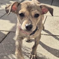 Laia kleiner Zwerg sucht sein Glück, Hündin zur Adoption