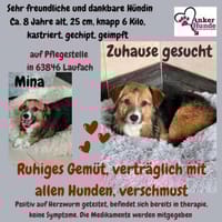 💕Mina💕sucht eine liebe Familie💕, Hündin zur Adoption