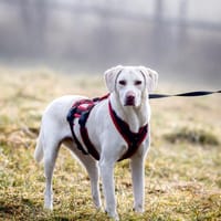 Aufgeweckte Ida, Hündin zur Adoption