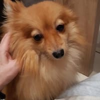 Kessy in 27478 Cuxhaven #, Hündin zur Adoption