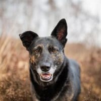 Bescheidene Veleda sucht Zuhause, Hündin zur Adoption