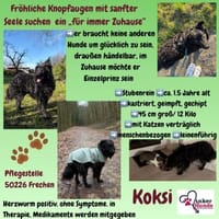 Koksi sucht seine Menschen🐾, Hund zur Adoption