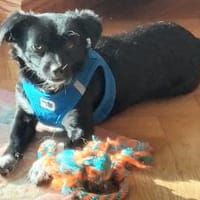 Tammy, Hündin zur Adoption