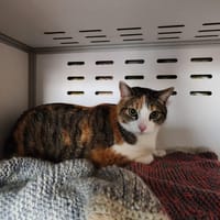 Chatouille, chatte à adopter