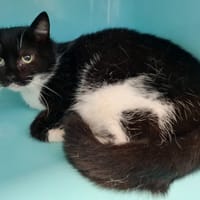 STELLA, chatte à adopter