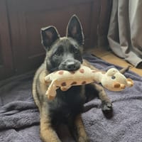 SAPHIR, chienne à adopter