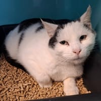 NANOKA, chatte à adopter