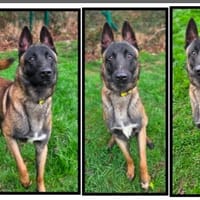 RILEY, chien à adopter