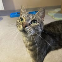 LUMEN, chatte à adopter