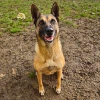 FIFI, chienne à adopter