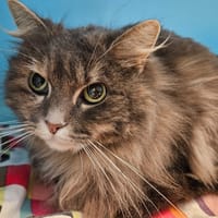 SUN, chatte à adopter