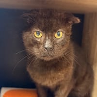 Arnold CAB5215, chat à adopter