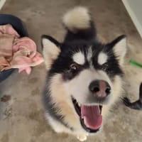 MAWI QCN, chienne à adopter